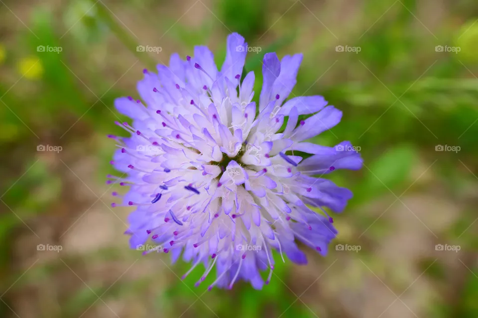 beautiful blossom
