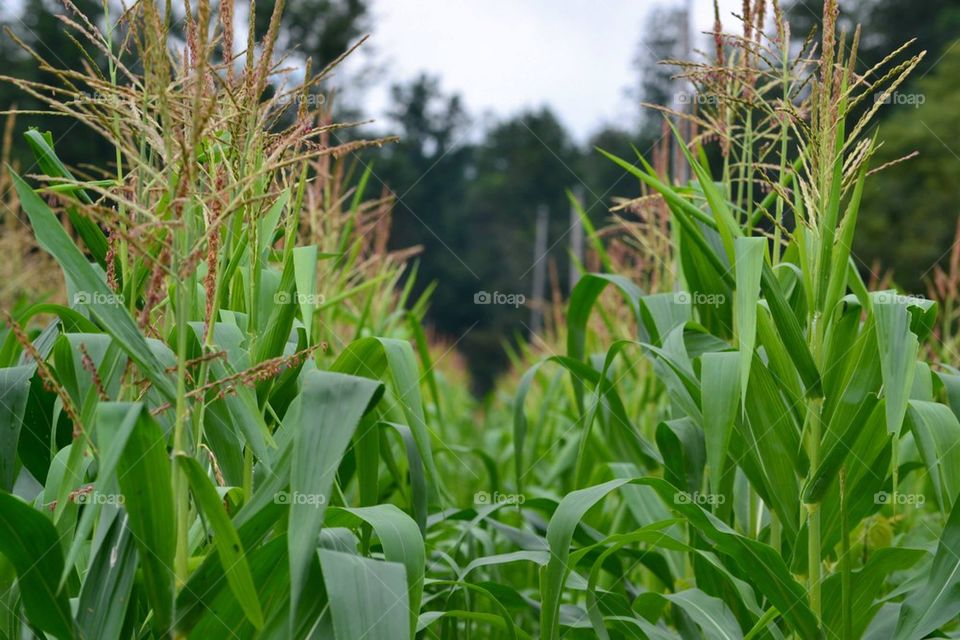 corn field 