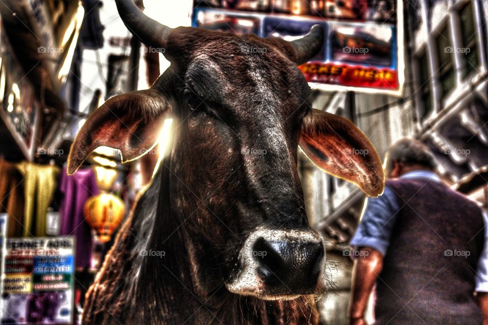 Holy Cow in a little Pushkar lane, Rajasthan, India . Holy Cow in a little Pushkar lane, Rajasthan, India 