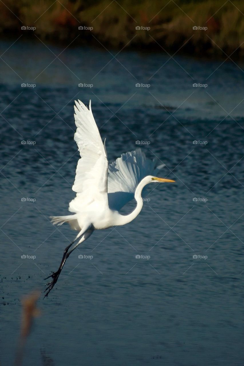 Egret in flight 1