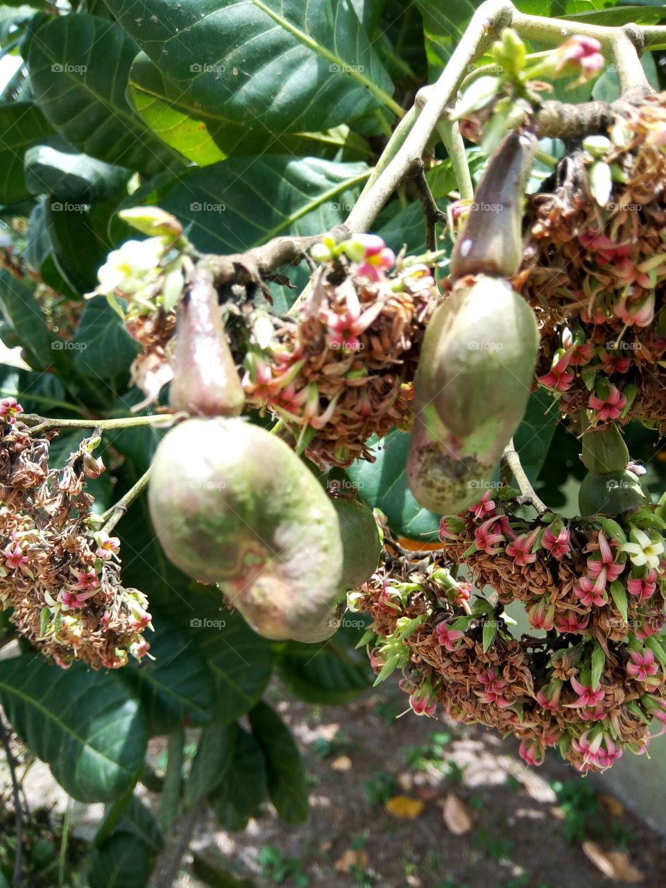 Flower, Nature, Fruit, Flora, Leaf