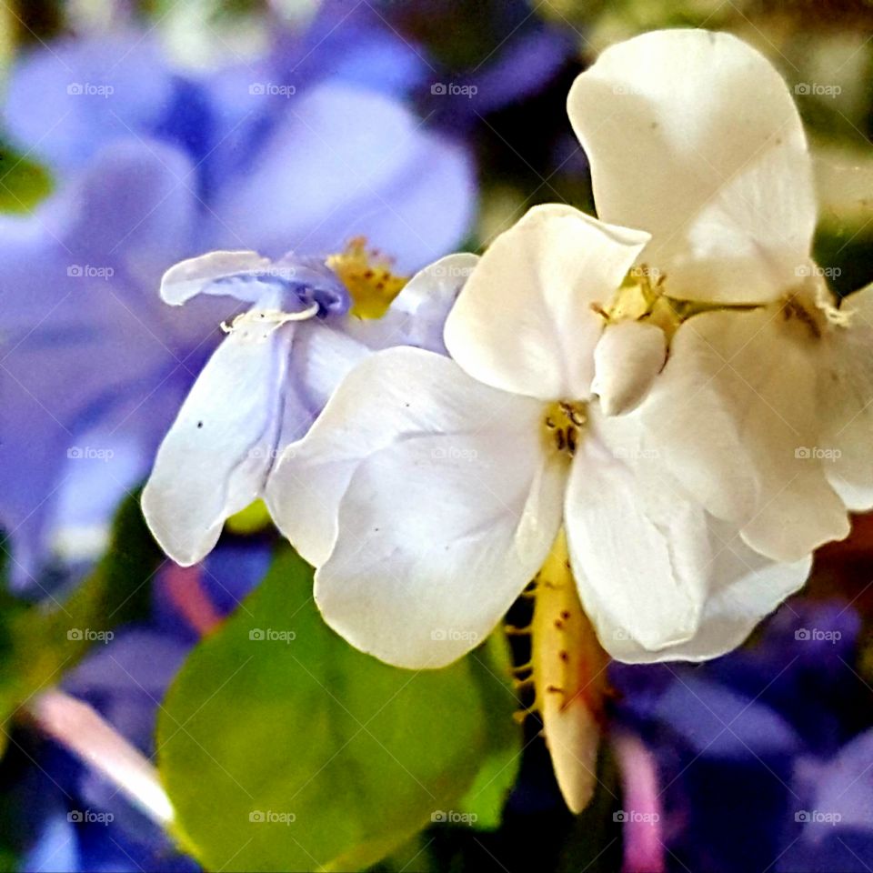 flower from Palatka