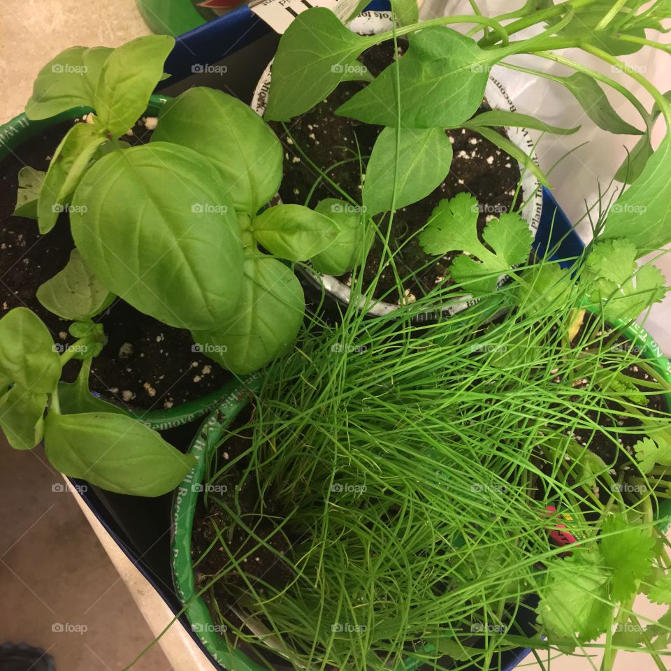 Fresh herbs 