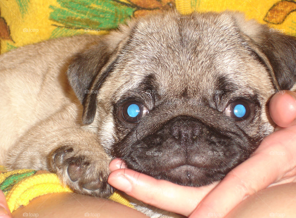 small pretty pug with blue eyes in mom's hands
