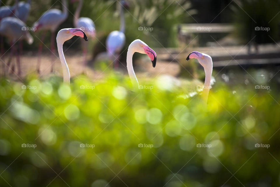 Flamingo trio in the park