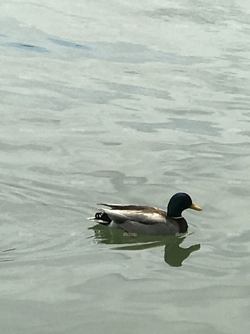 Baltimore duck