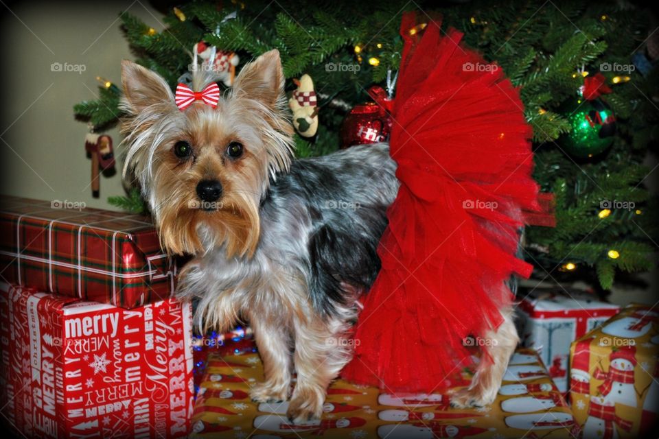 Yorkie in a red tutu
