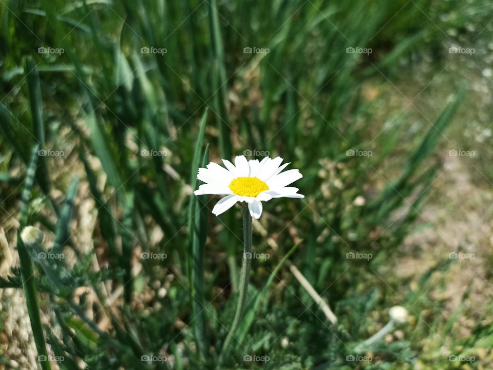 Matricaria chamomilla (synonym: Matricaria recutita), commonly known as chamomile (also spelled camomile), German chamomile, Hungarian chamomile (kamilla), wild chamomile