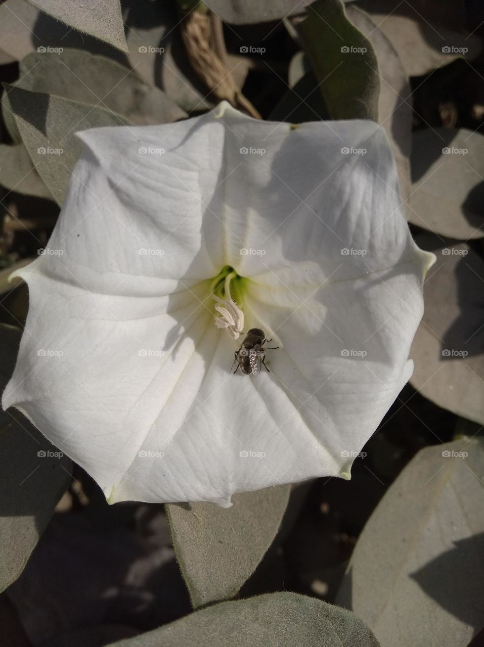 the Datura Flower white in colour looks very beautiful generally found everywhere fresh seasonal very poisonous species