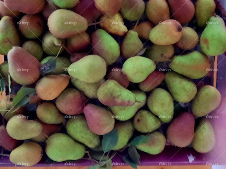 harvest of pears