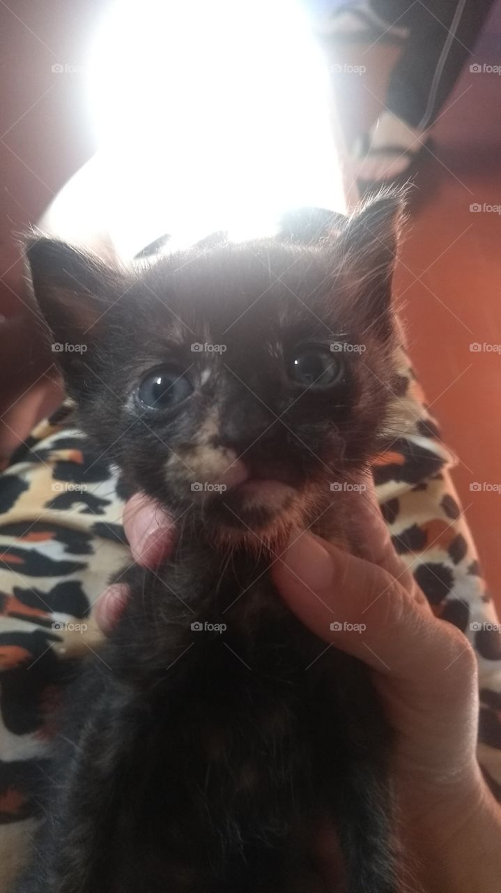 PANTERA linda e camuflada