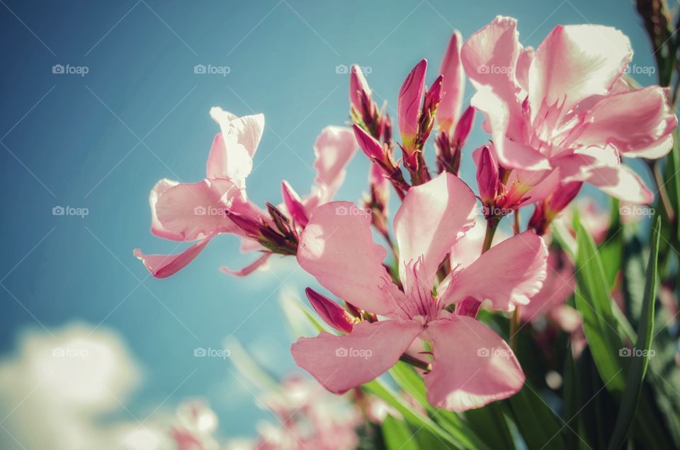Beautiful delicate pink flowers growing next to the mountain roads that lead to the seashore.