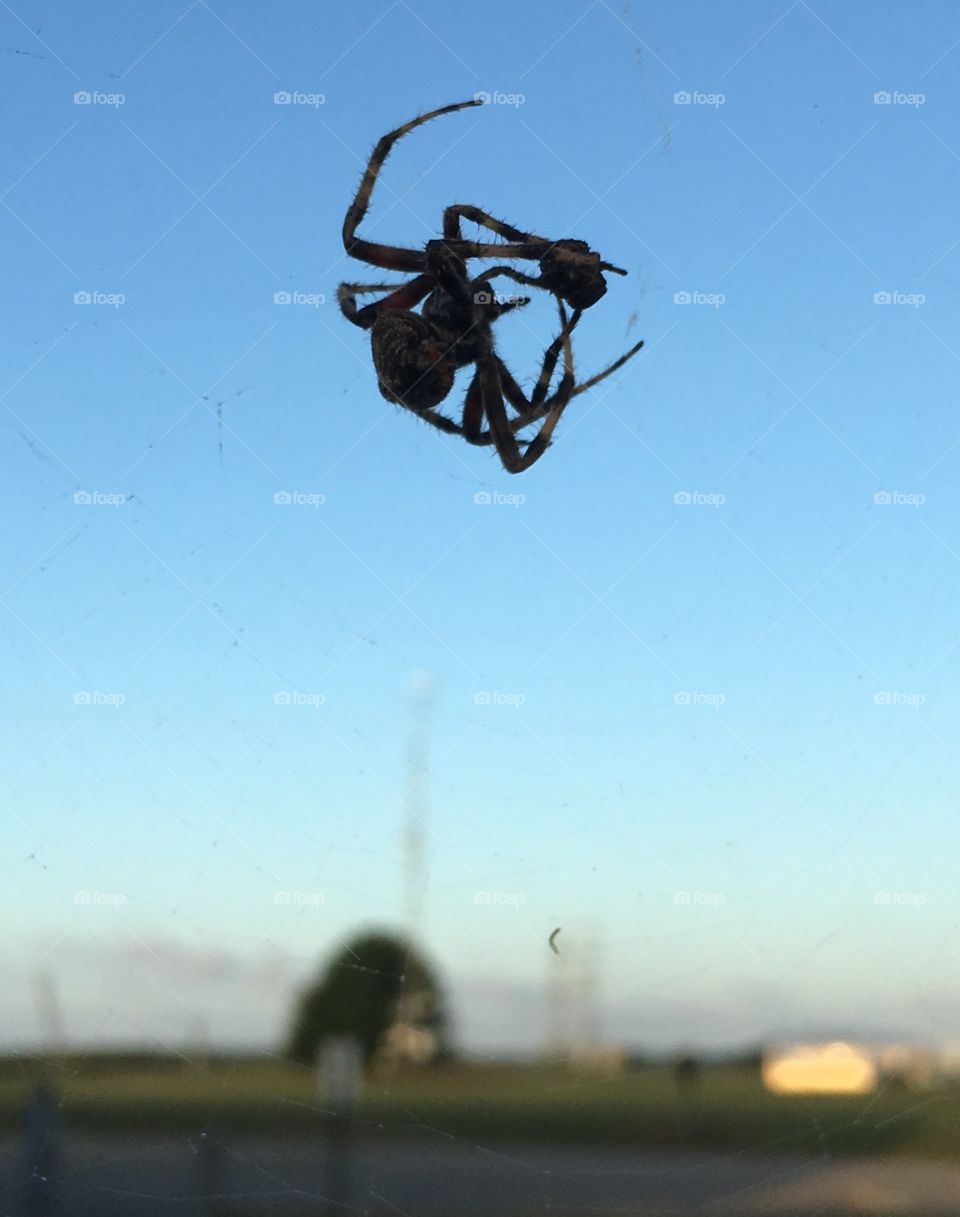 Spotted orbweaver spider with prey