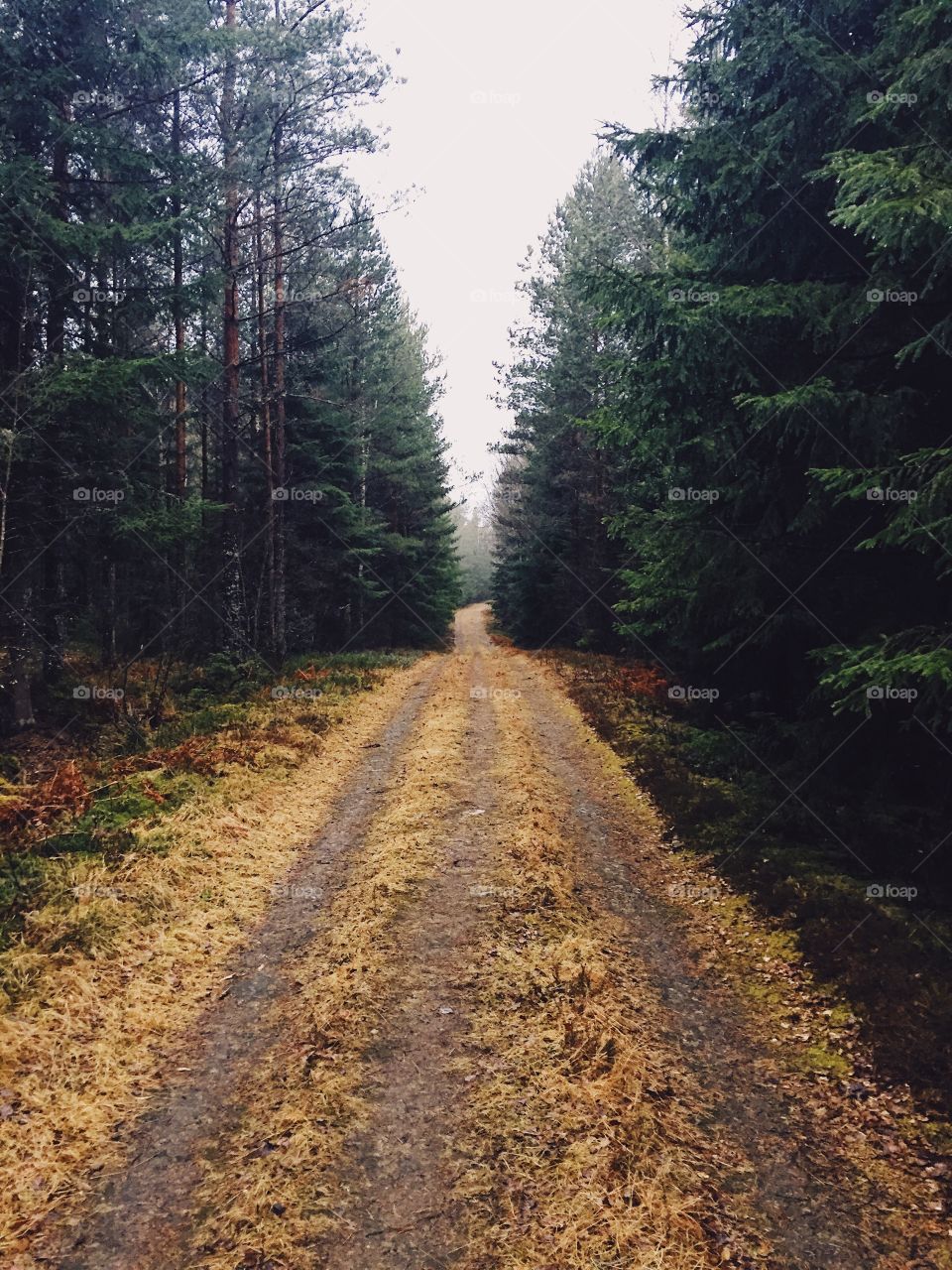 A small road in the woods 