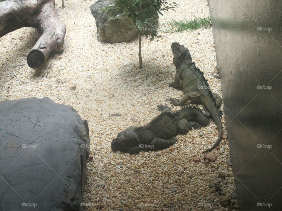 Iguanas