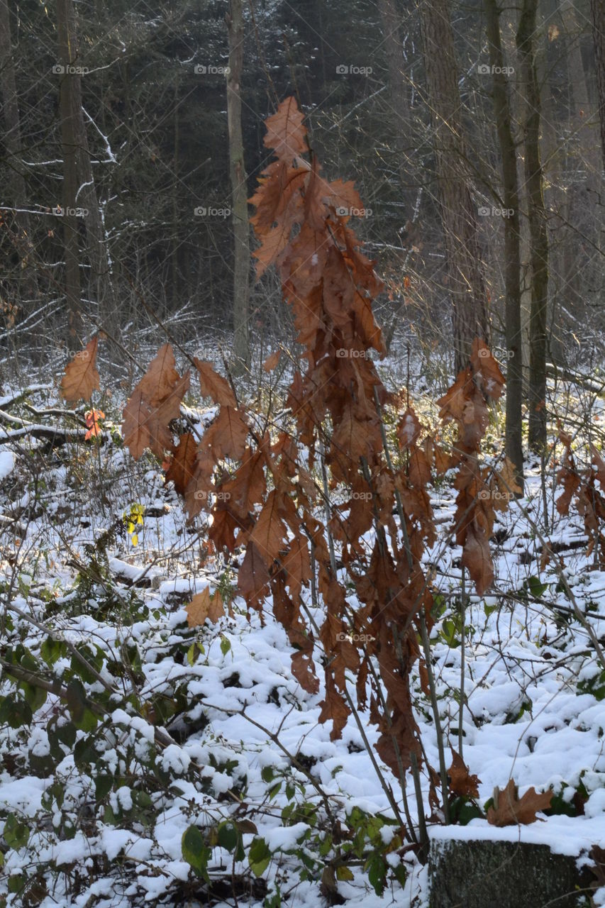Late authum.. A litle tree a bit late with falling leaves.