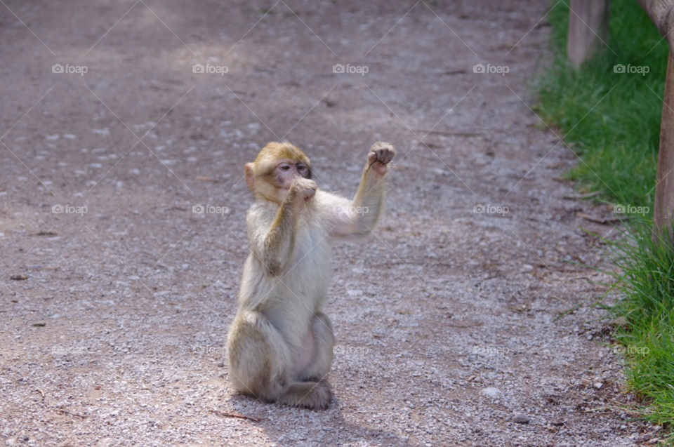 baby cute boxing monkey by gaillewisbraznell