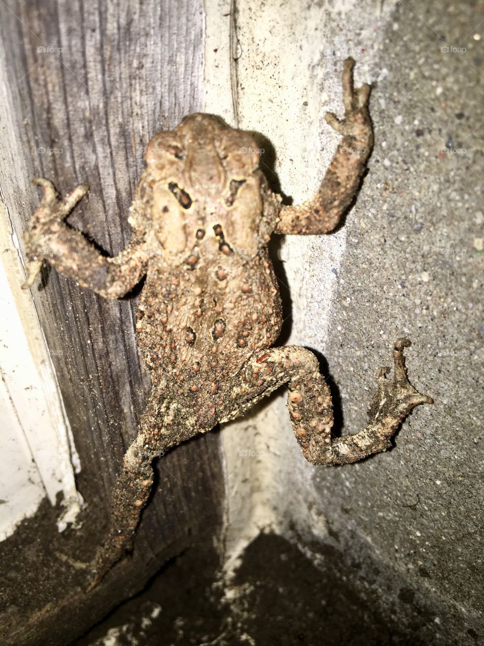A toad climbing the corner of my window well. You can clearly see the texture of his skin and each of his limbs. Fairly big toad with nice patterns and dirt.