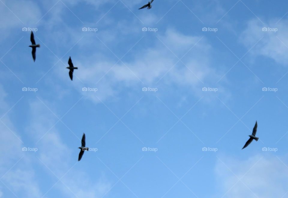 seagulls in flight