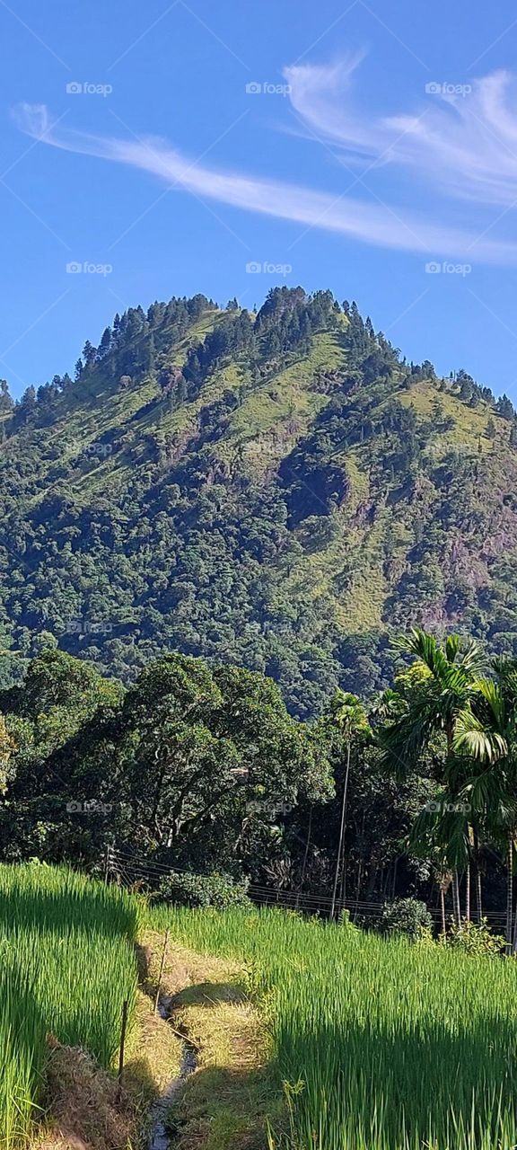 Enchanting Serenity: Embracing the Rural Charm of a Village Nestled Amidst Paddy Fields and Towering Mountains