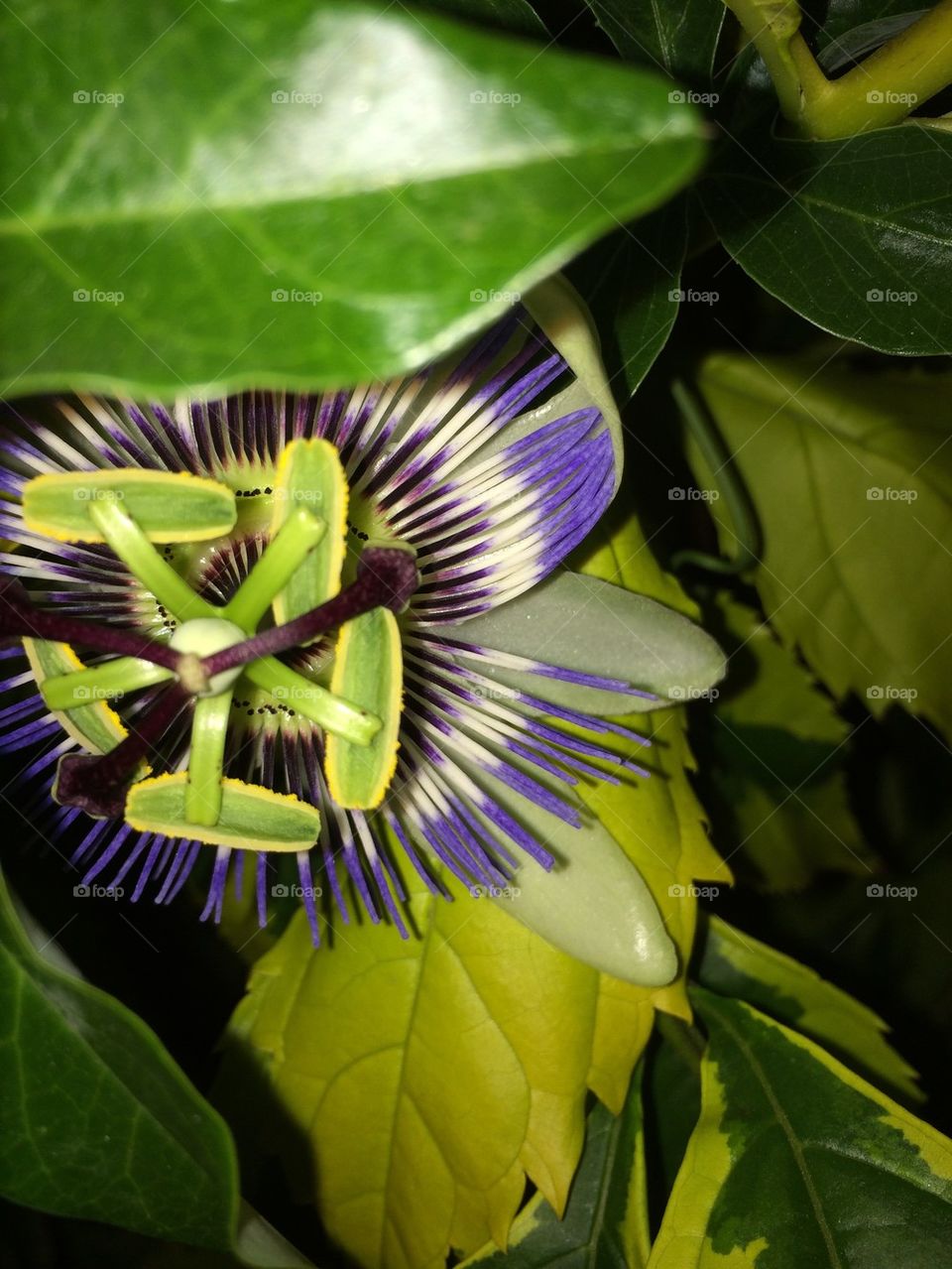 Single passionflower