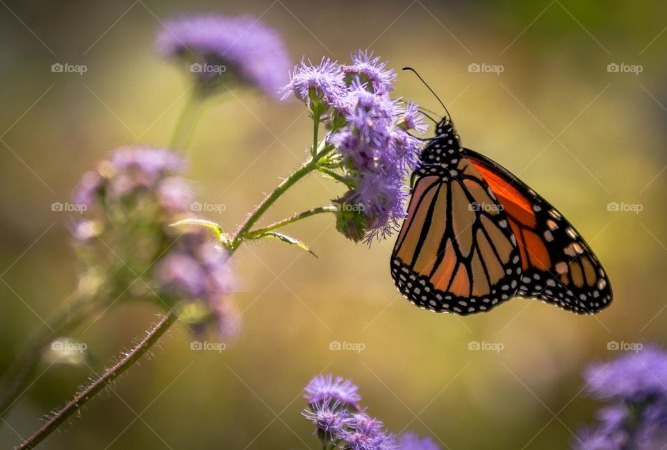 Monarch Butterfly Pollinating Purple Flowers