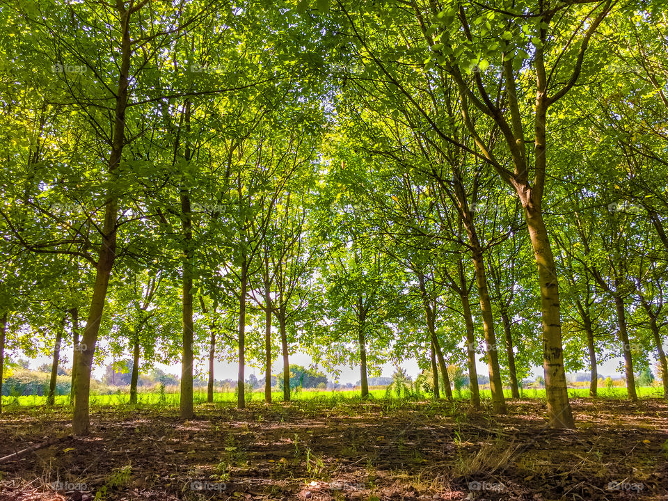 Leaf, Wood, Tree, Nature, Landscape