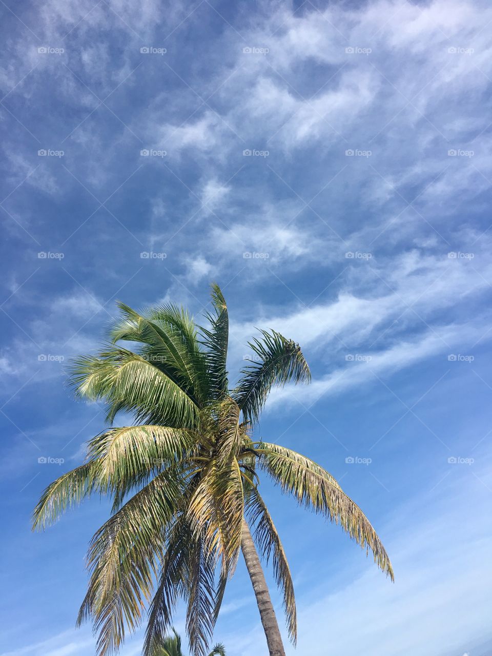 tropical
