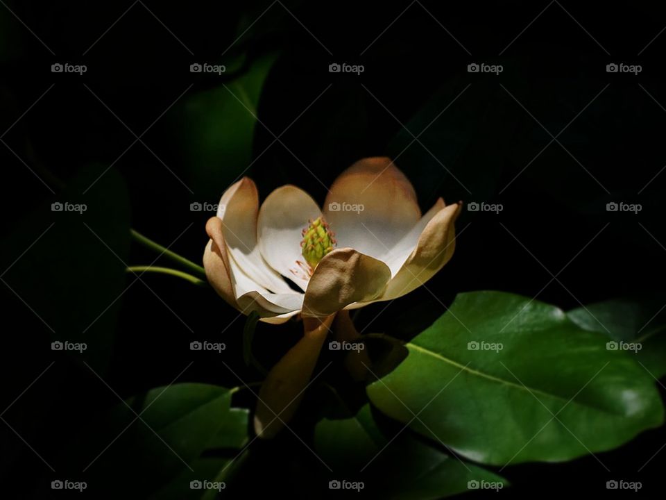 Magnolia Bloom