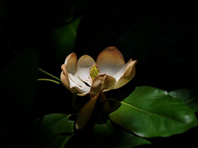 Magnolia Bloom
