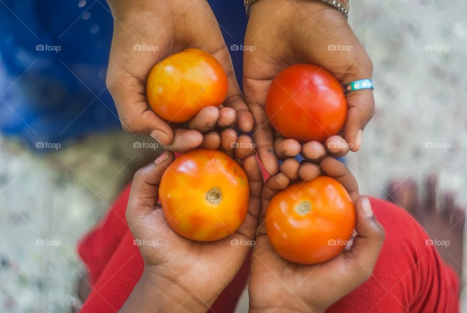 Two persons holding tomatoes in hand