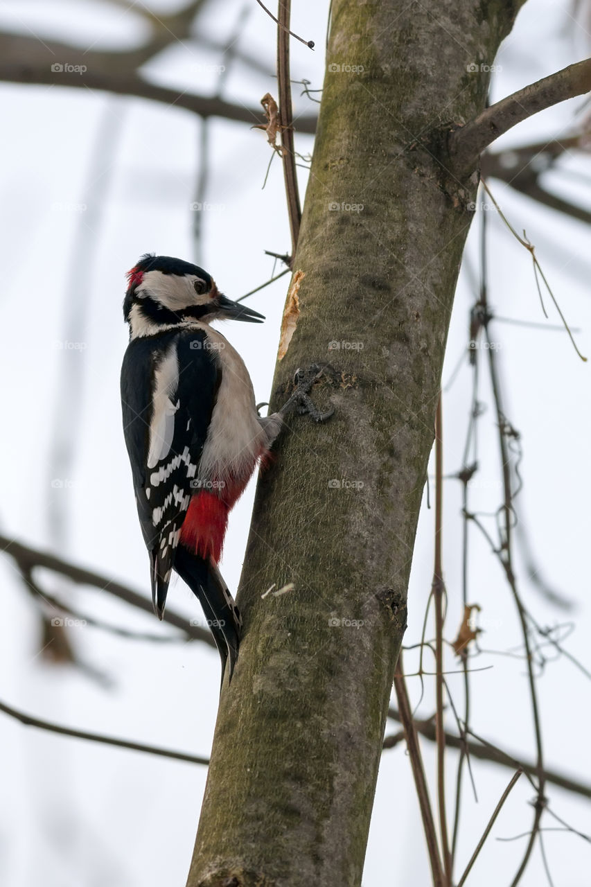 Large spotted woodpecker (Dendrocopus major, Aves) looking for food under the bark of a thick branch in winter