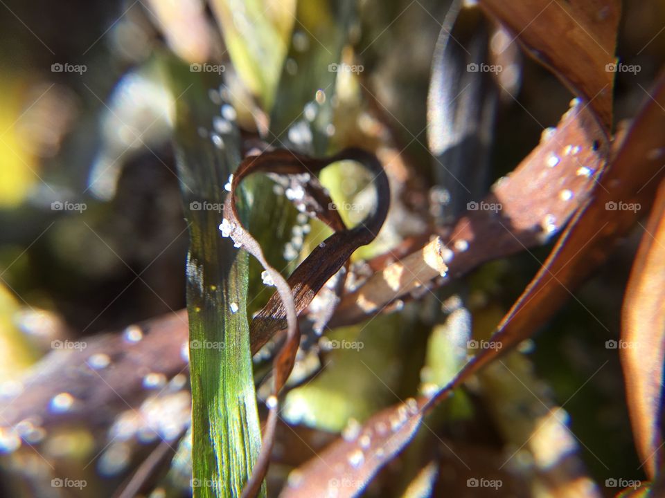 A heart in seaweed