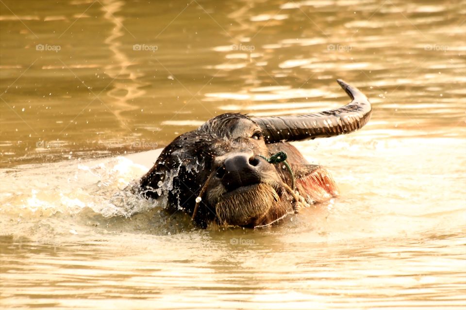 Thai buffalo 