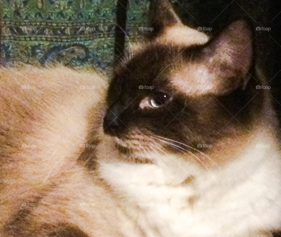 Siamese cat 