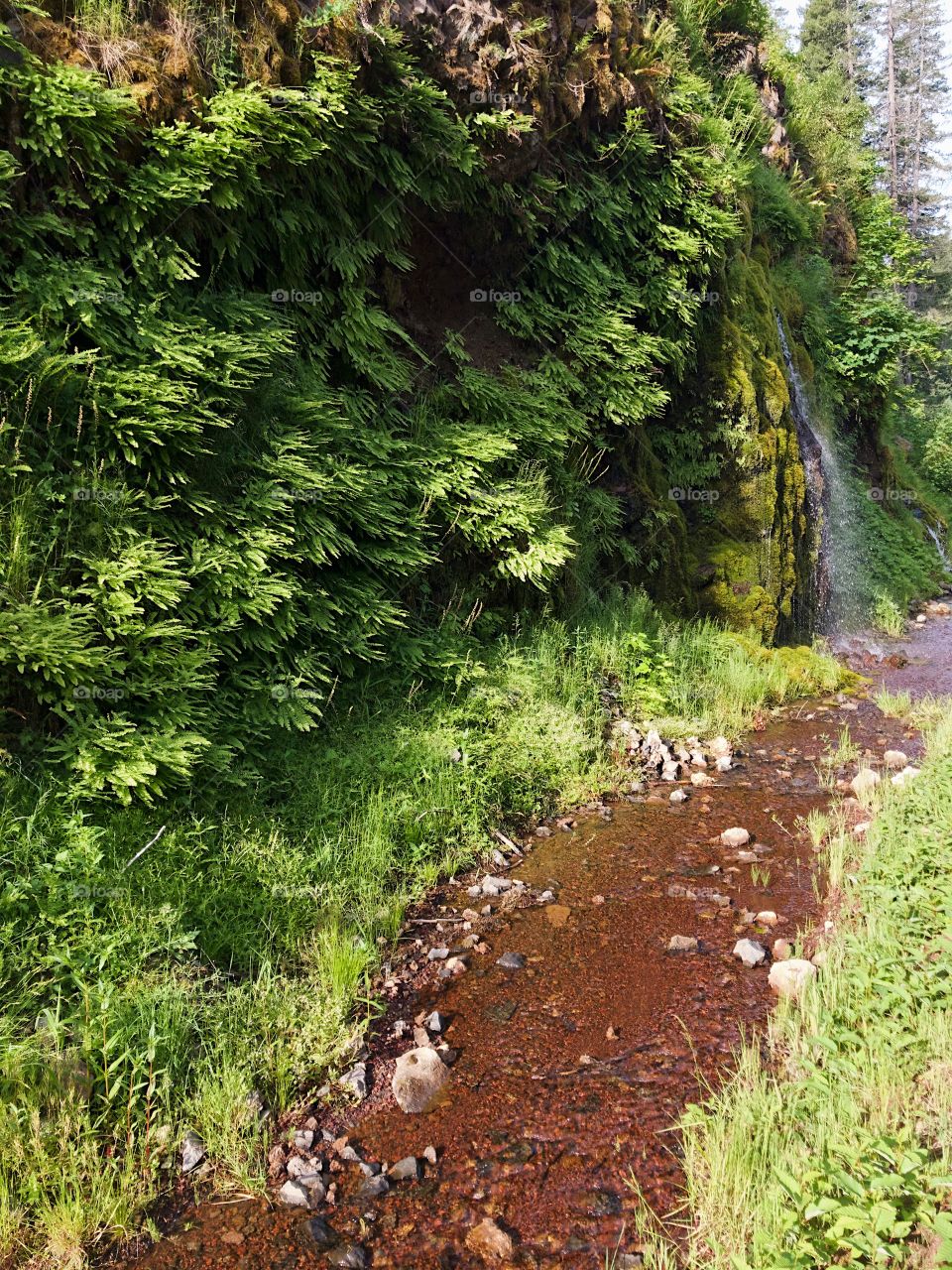 Small waterfall and creek created from runoff on the side of a lush green mountain in Western Oregon 