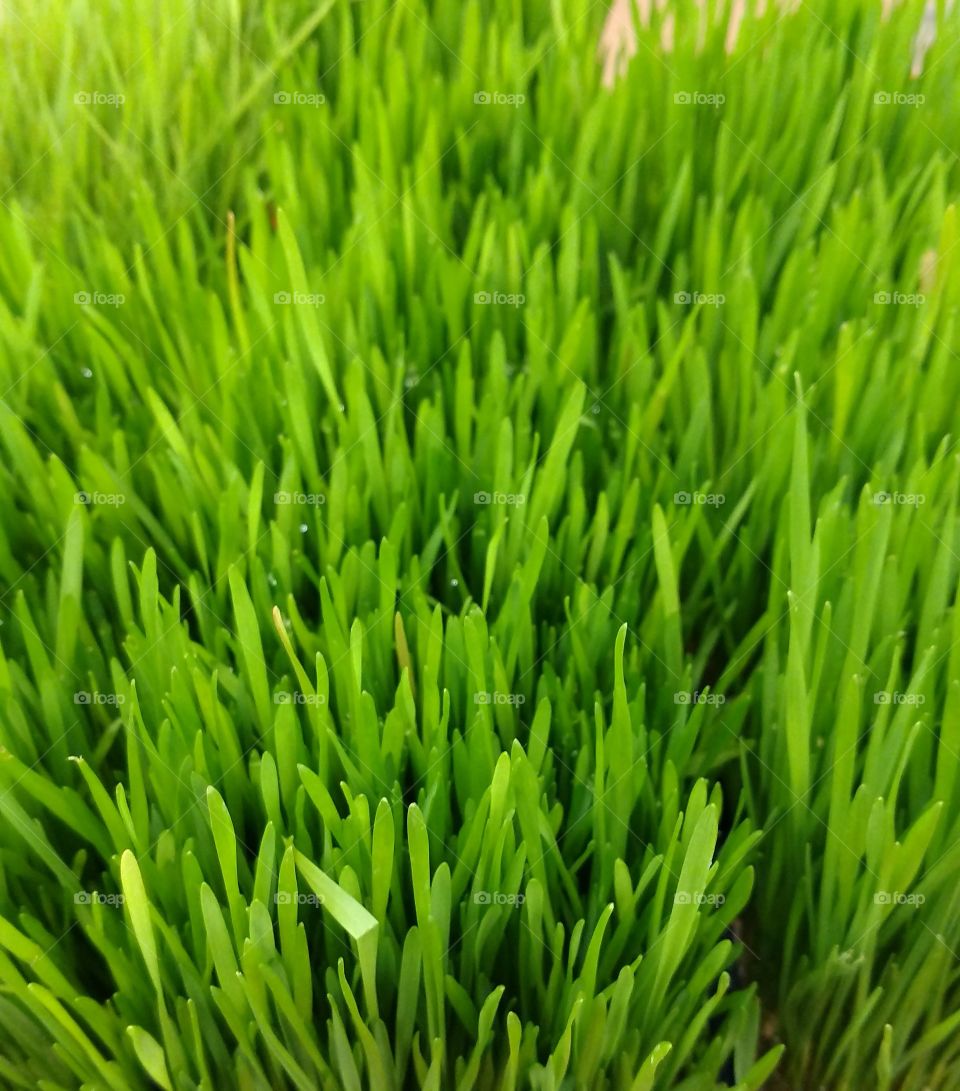 Grass