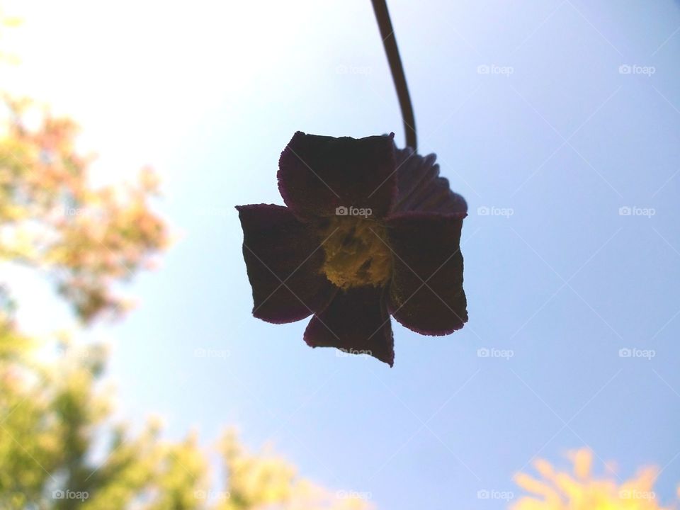 Leather Flower Clematis