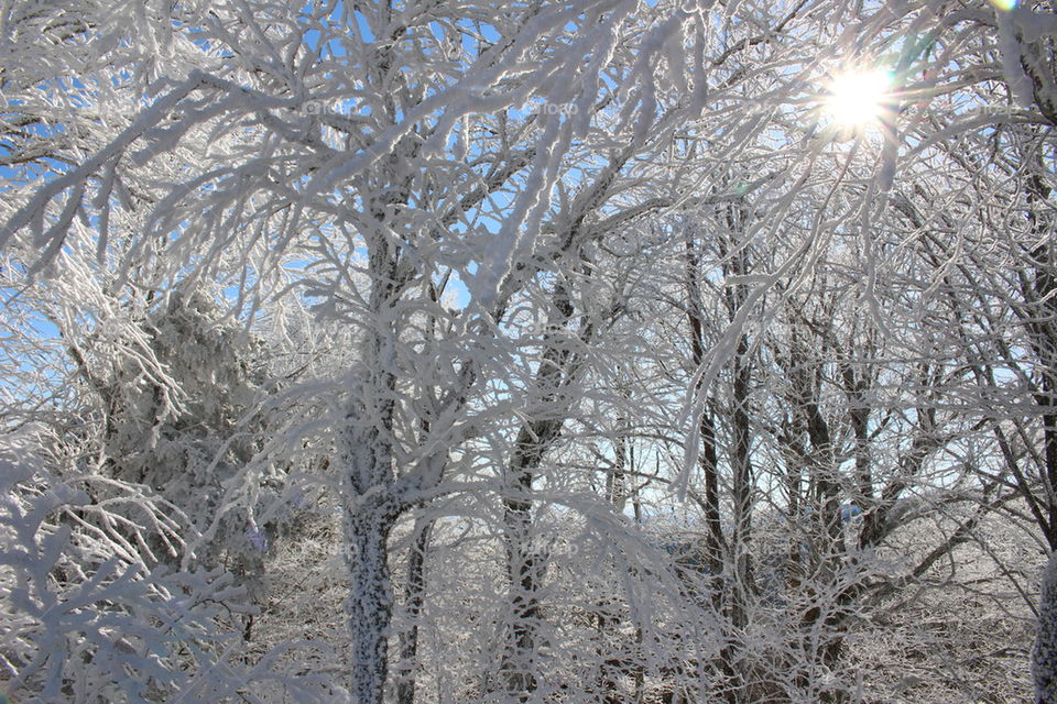 Sunlight passing on the frozen tree