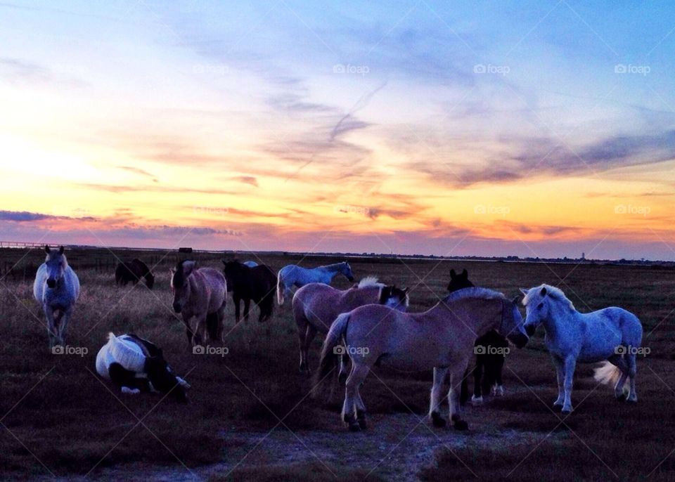 Horses in sunset