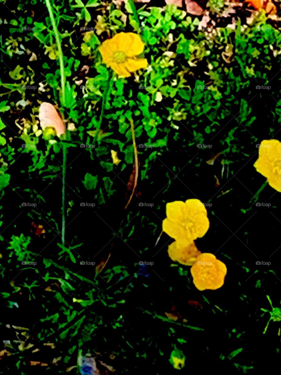 Buttercups