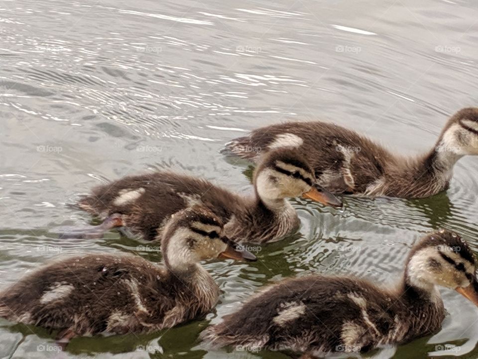 A Lake in Utah with Mommy and Baby Ducks ©️ Copyright CM Photography