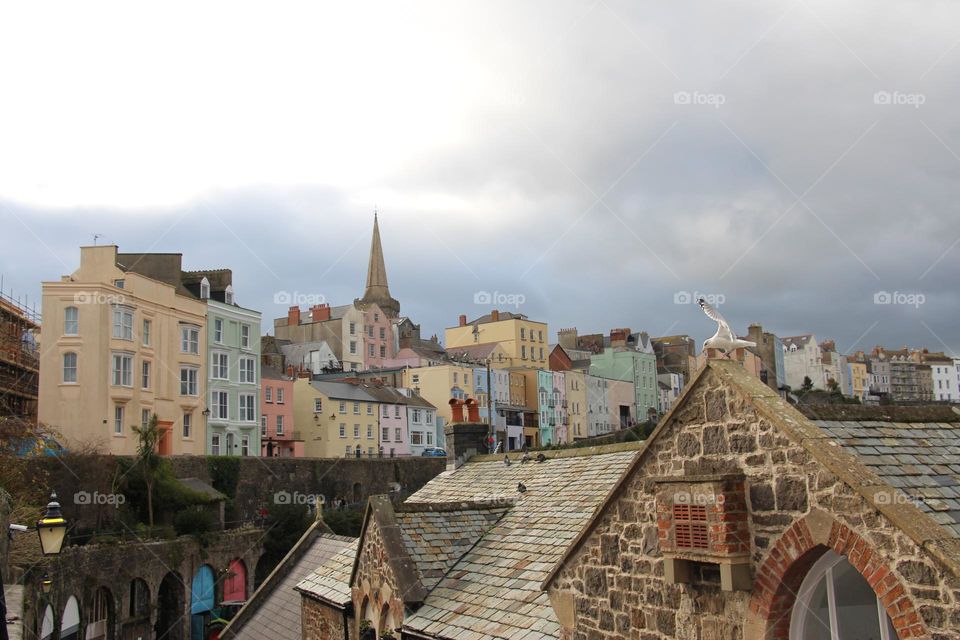 Seagull on the roof of house