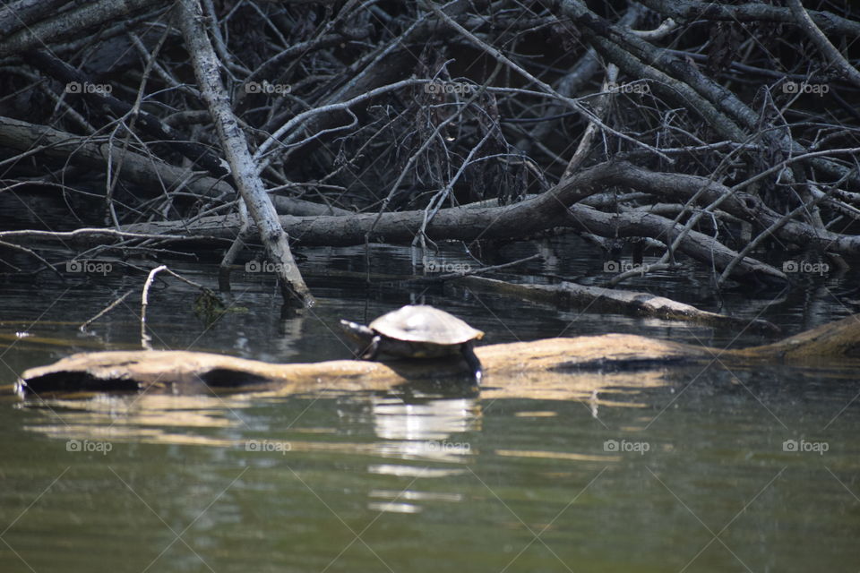 Lake Turtle basking