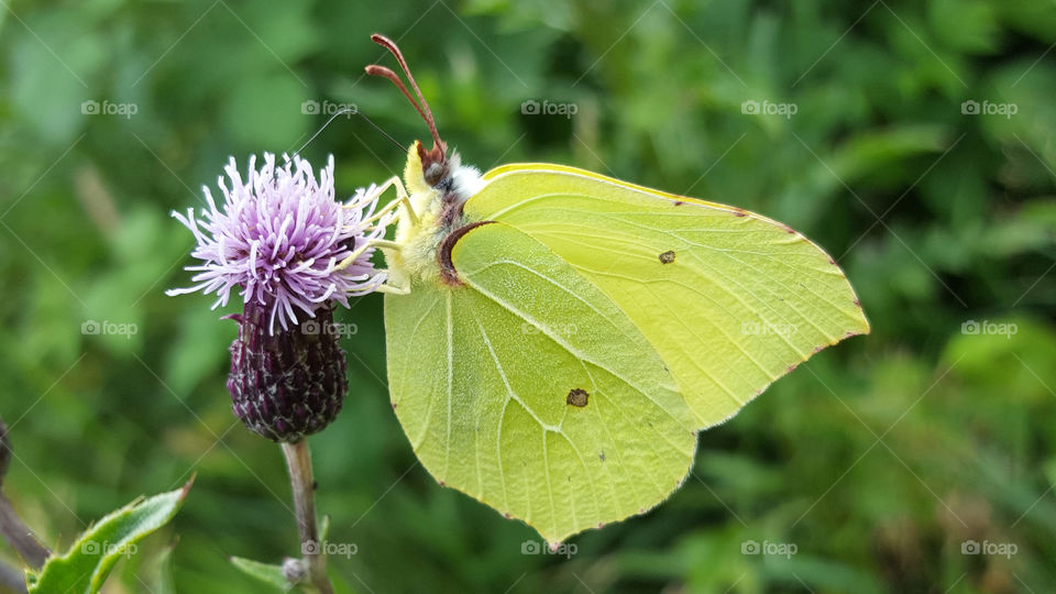 Yellow green brimstone butterfly on purple flower