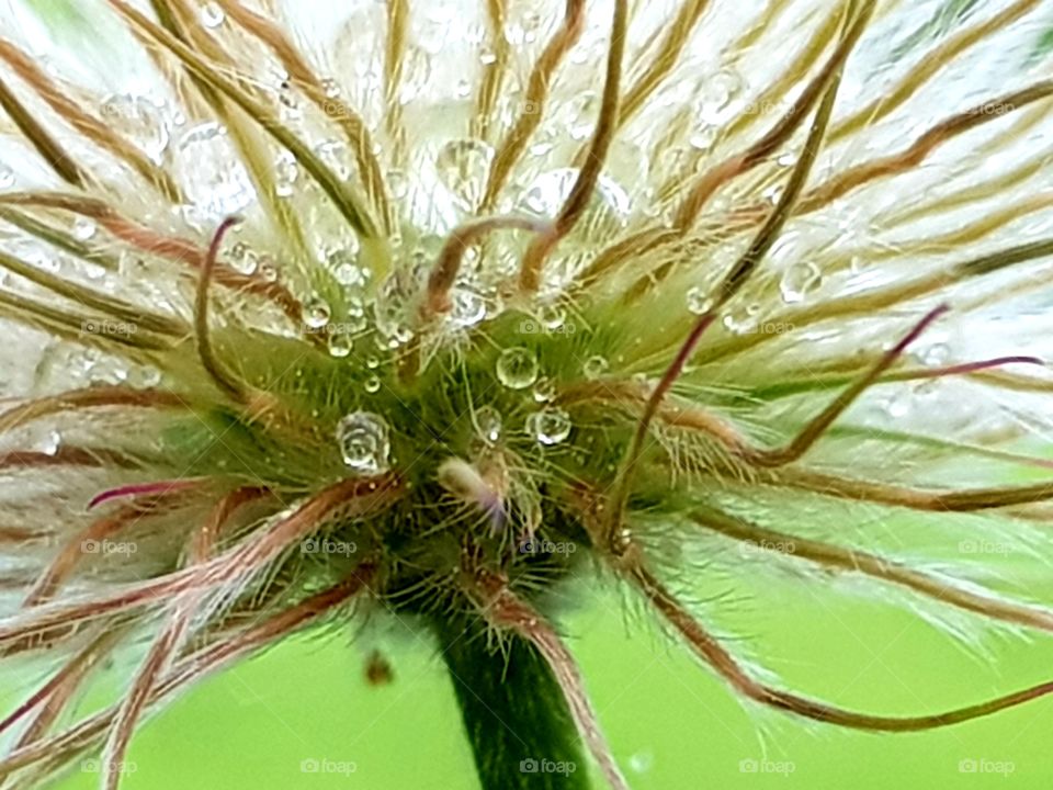 Raindrops on flower