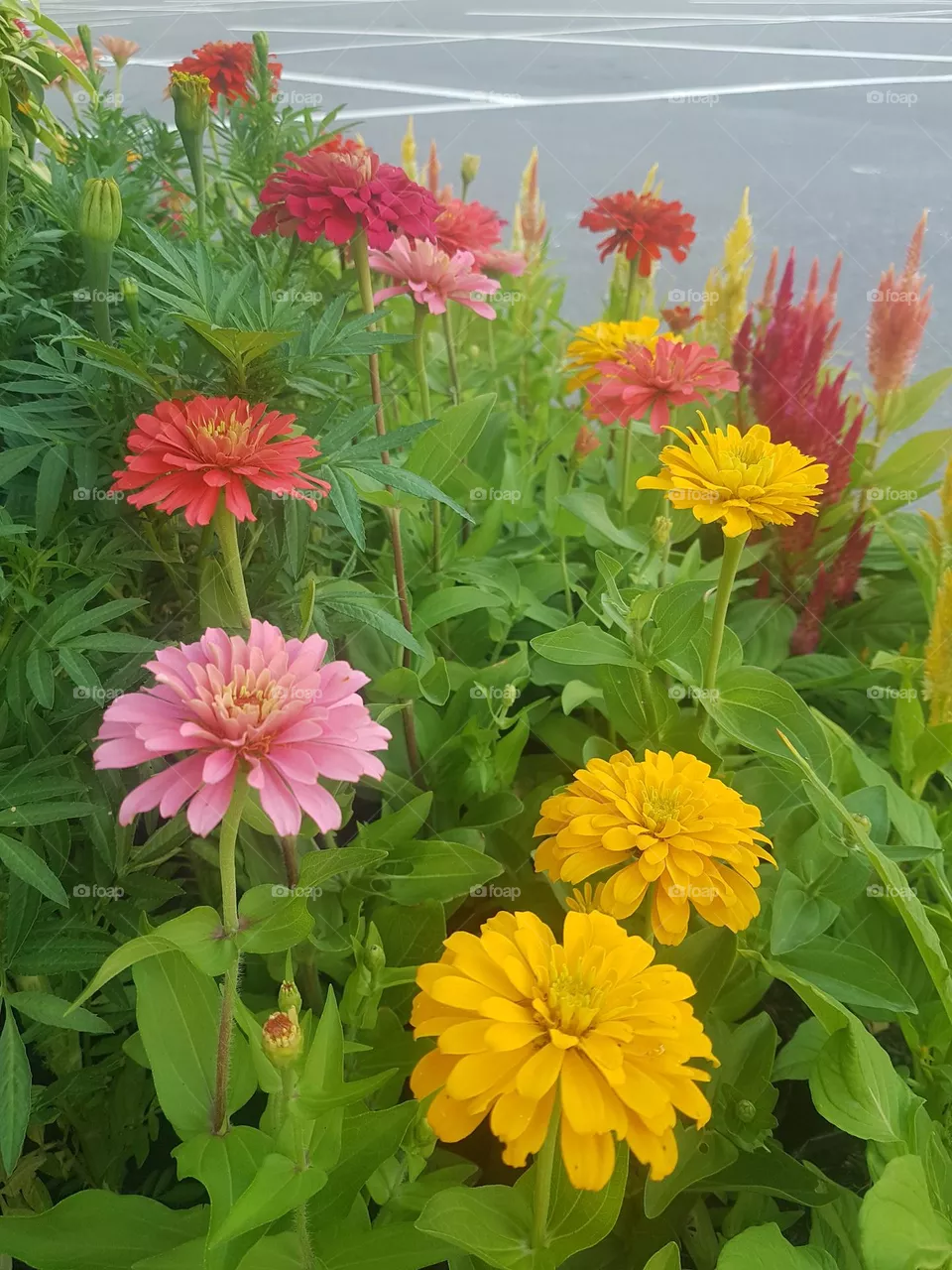 Zinnia  View