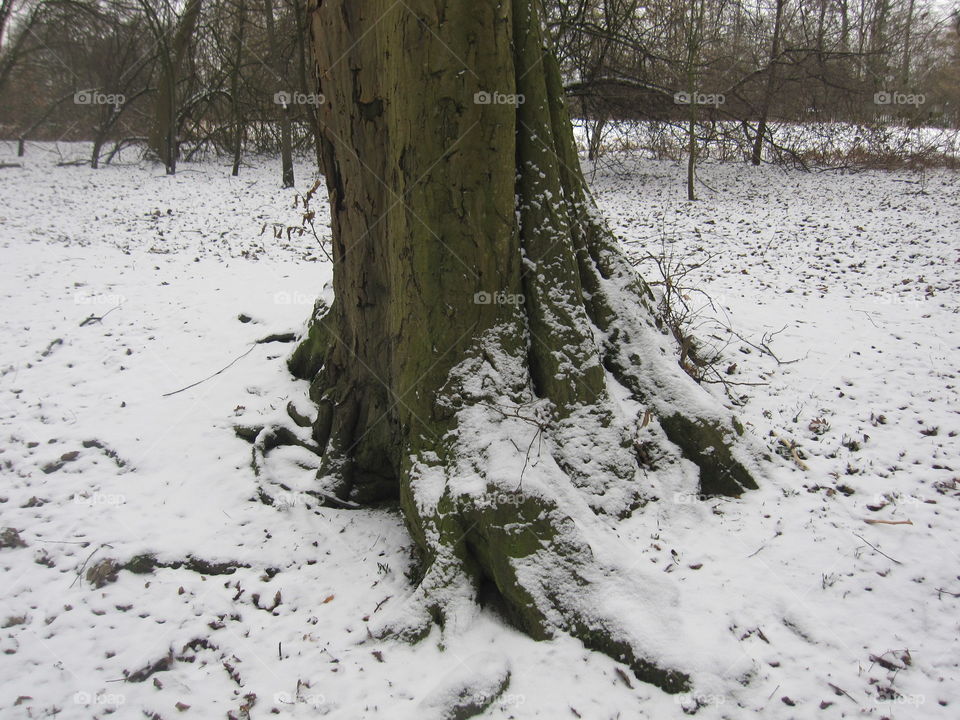 Snow And Tree Roots