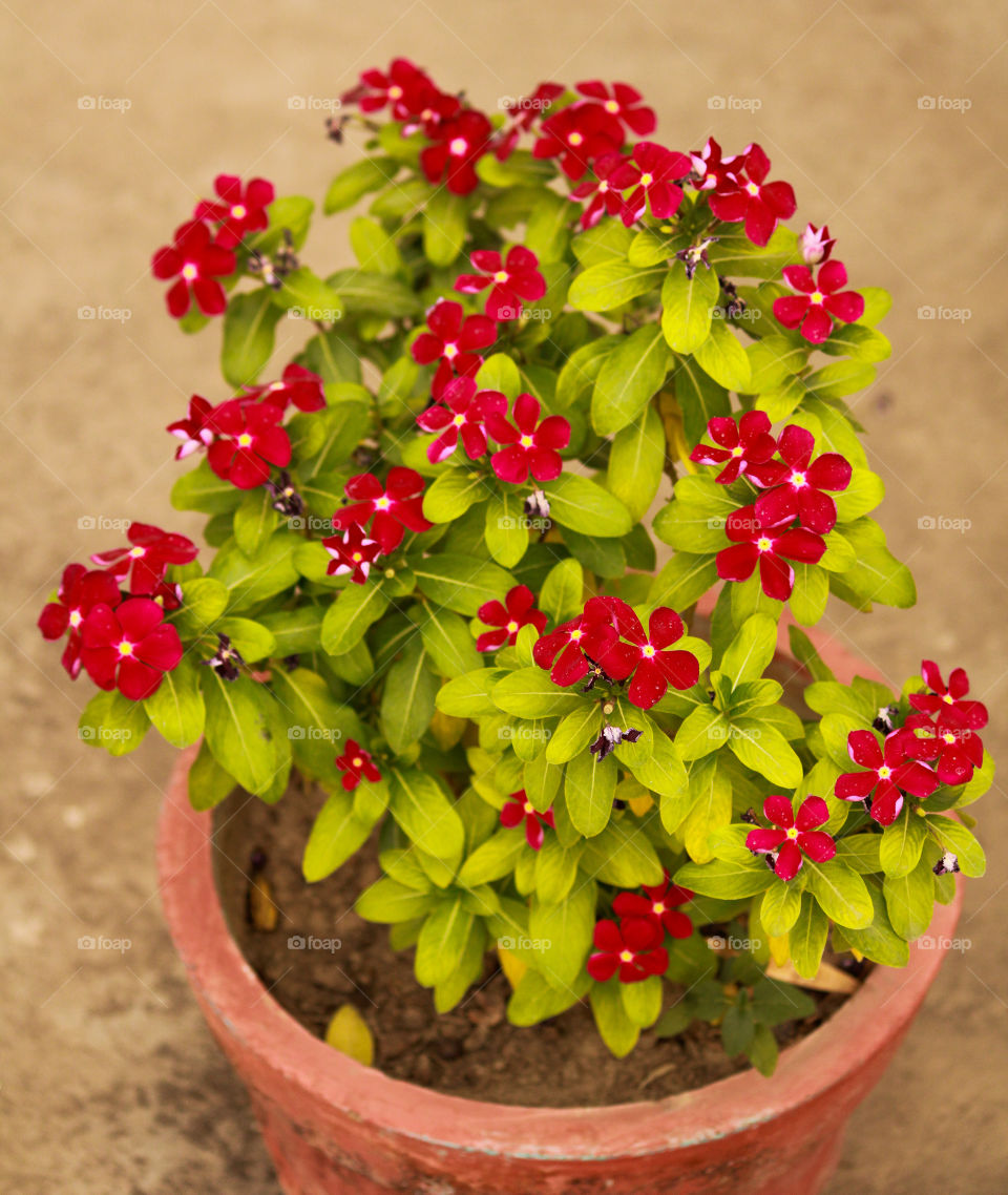 Portrait of a vincia red plant