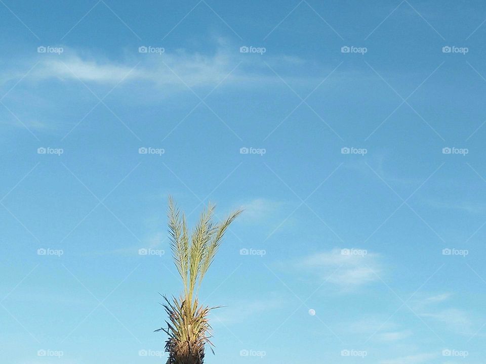 Palm tree and beautiful moon in the sky.